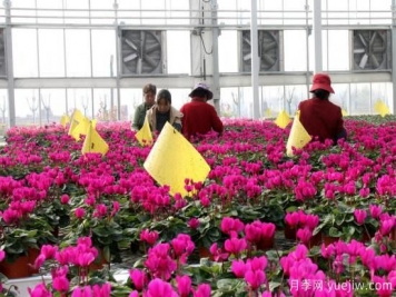 扬州高邮：每天发货30万株，花工厂绽放乡村振兴致富花