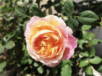 100种玫瑰花的名字，来了解下不同颜色的品种月季