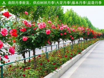 中国月季苗木生产主要基地
