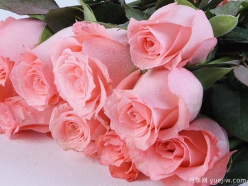 戴安娜玫瑰的花语是什么？有图片的更好？