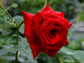2023年情人节十大玫瑰品种销量榜，卡罗拉位居首位