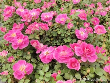 仙境盆栽月季杯苗粉色丰花，绿化工程批发