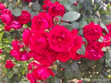6款红色系的藤本月季品种，适合打造网红花墙