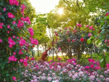 上海前滩休闲公园，月季花海盛景等你赏