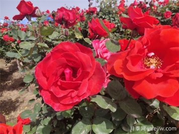 月季、玫瑰、蔷薇分别是什么？如何区别？