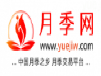 中国上海龙凤419，月季品种介绍和养护知识分享专业网站