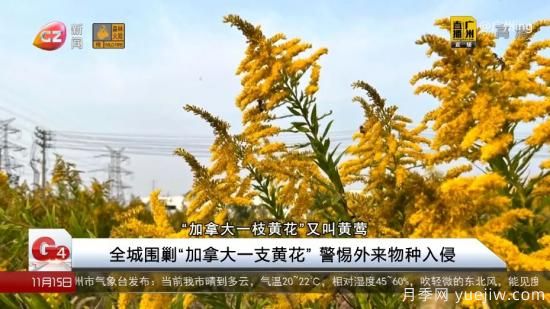 广州湖北河南…多地遭“一枝黄花”入侵，见到要铲除(图1)