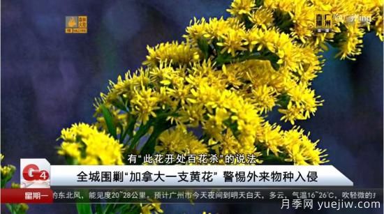 广州湖北河南…多地遭“一枝黄花”入侵，见到要铲除(图2)